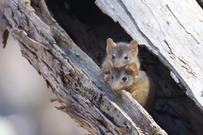 marsupial mouse: Disposable males. The mating season sucks their life to the state of a mummy - Australia, Mouse, Marsupials, Wild animals, Yandex Zen, Animal book, Longpost