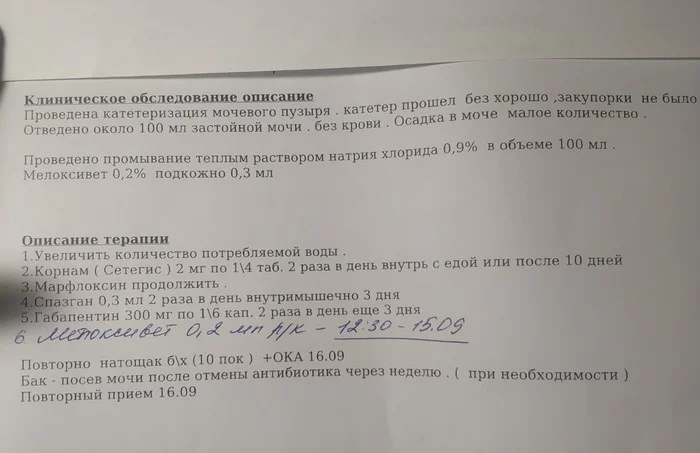Question for cat breeders. - My, No rating, Veterinary, cat, Longpost