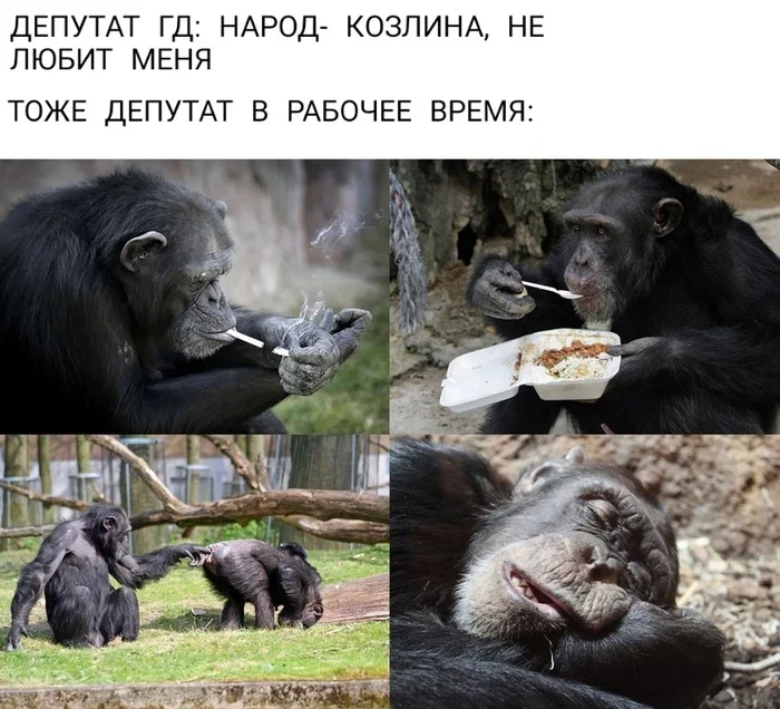 Reply to the post So-so employee ... - Monkey, Work, Bosses, Idleness, Humor, Picture with text, State Duma, Reply to post