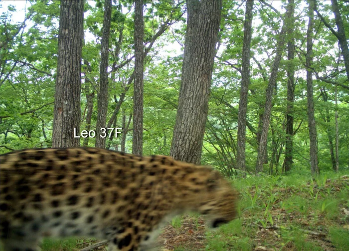 An adult female leopard lives with her mother in the same area - Leopard, Far Eastern leopard, Big cats, Cat family, Predatory animals, Wild animals, Land of the Leopard, National park, , Primorsky Krai, Animals, The national geographic, Phototrap, Atypical situation, wildlife, Longpost