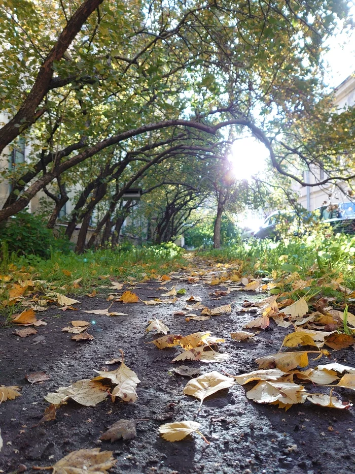 Road to autumn - My, Leaves, The sun, Autumn, Mobile photography