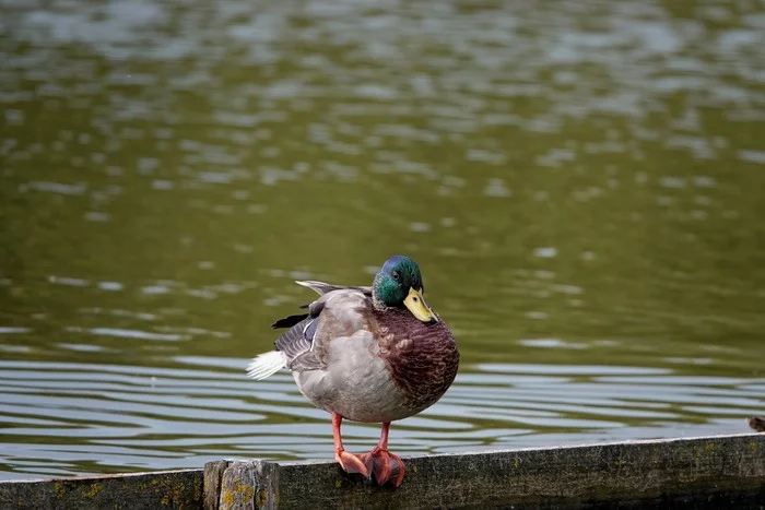 Pictures of Holland - My, Netherlands (Holland), Nature, Duck