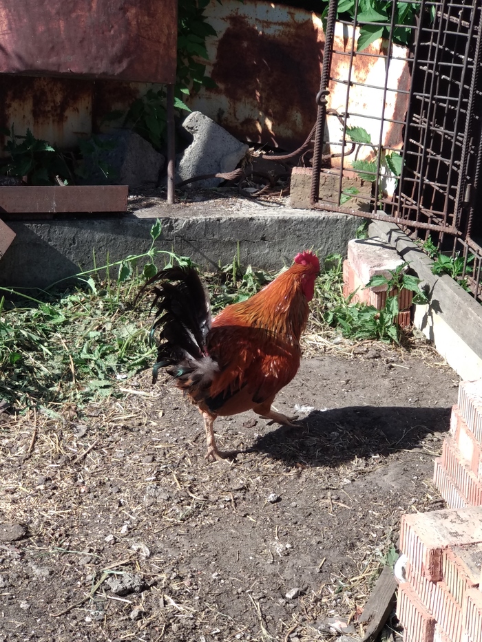 Петух - удивительное создание