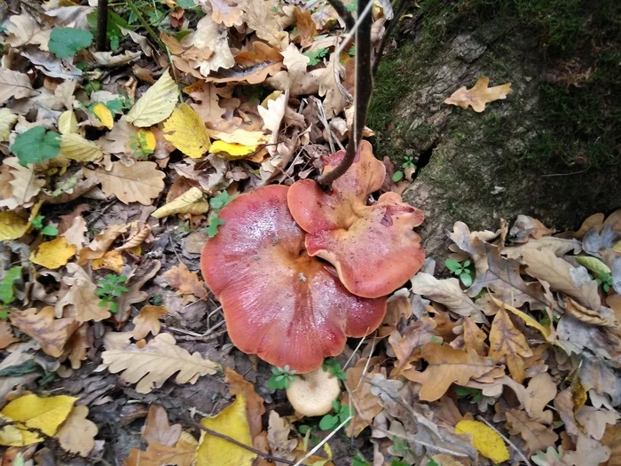 Common liverwort mushroom (Teschin's tongue) - My, Mushrooms, Silent hunt, Autumn