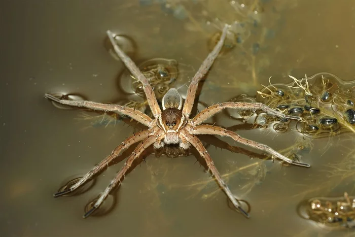 Banded hunter: A large spider that lives on rivers and lakes throughout Russia. - Spider, Water, Yandex Zen, Animal book, Arthropods, Longpost