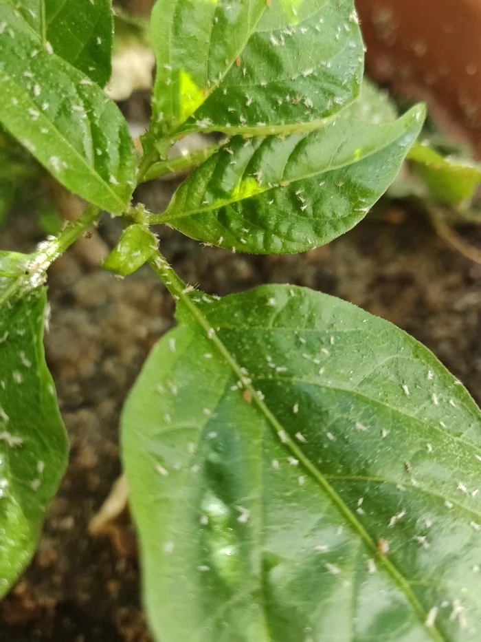 Need advice - My, Insects, Hot peppers, No rating, Longpost, What's this?, Insect control