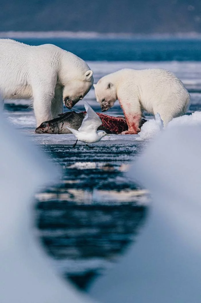 Umka found mom - Nature, Arctic, Polar bear, The photo