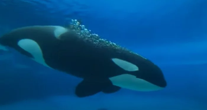 A killer whale has been living in a Canadian amusement park for 10 years - Killer whale, Mammals, Wild animals, Marine life, Predatory animals, Canada, Ontario, Amusement park, , Loneliness, Animal protection, The national geographic, Animals, Youtube, Video, Longpost