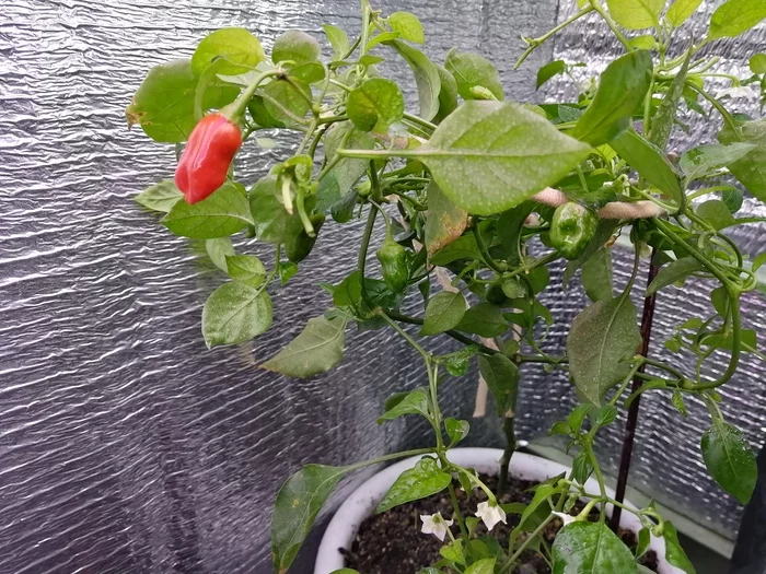 Comrades pepper growers, tell me what kind? - My, The photo, Mobile photography, Hot peppers, Growing