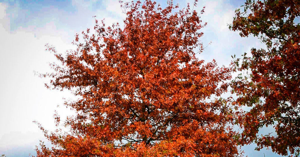 Красно черешчатый дуб. Дуб болотный Quercus palustris. Дуб красный Quercus rubra. Дуб болотный Грин Дварф. Дуб шарлаховый Quercus coccinea.