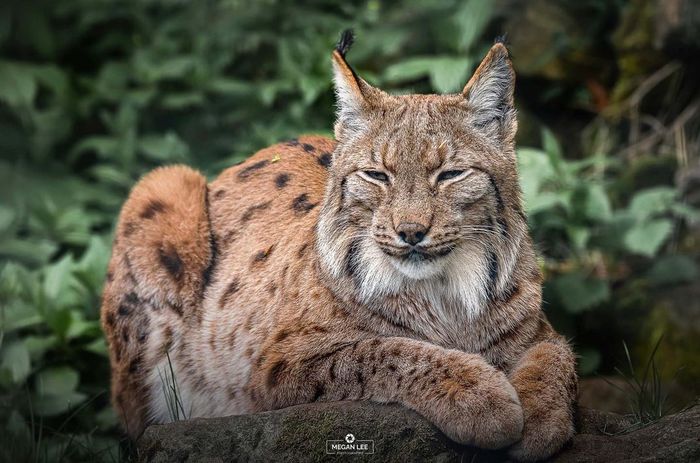 Just a happy cat - Lynx, Small cats, Cat family, Predatory animals, Wild animals, Zoo, England