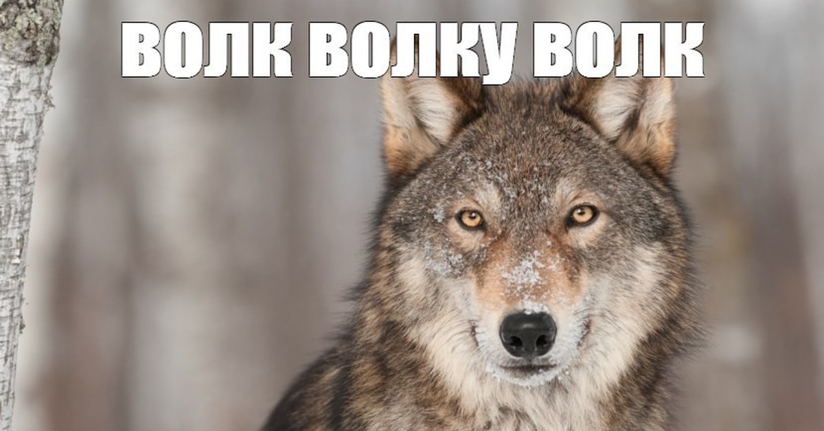 Волк с кривым носом