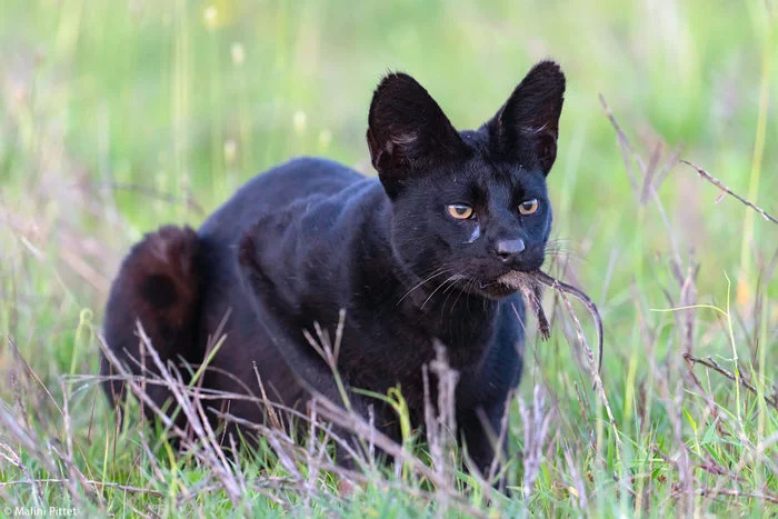 What mouse? - Serval, Small cats, Cat family, Predatory animals, Wild animals, The photo, Serengeti, Tanzania, , Africa, Reserves and sanctuaries, , Black cat, Melanism, Rare view, National park