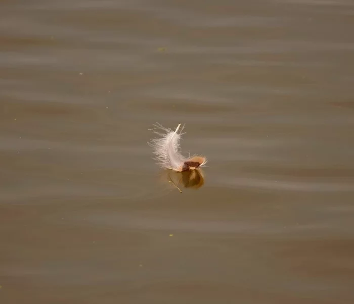 Pictures of Holland - My, Netherlands (Holland), Nature