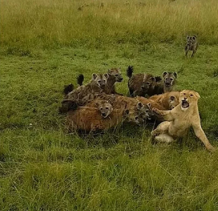 Pride saved a lioness from a pack of hyenas - Animals, a lion, Hyena, Nature, Wild animals, Vertical video, Video, Longpost, Repeat, Pride, , Lioness, Cat family, Big cats, Spotted Hyena, wildlife, Reserves and sanctuaries, Masai Mara, Kenya, Africa