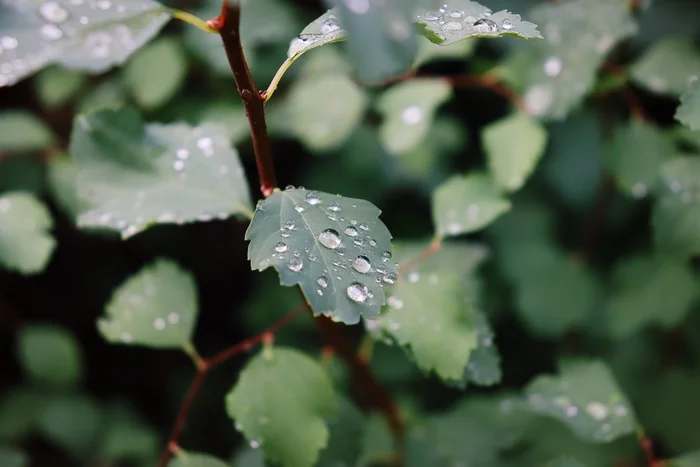 After the Rain (Autumn) - My, The photo, Canon, Beginning photographer, Nature, Longpost