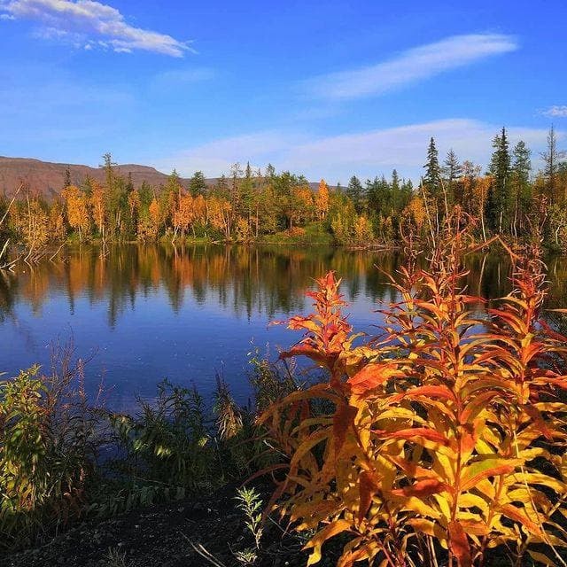 Golden autumn in Norilsk - Norilsk, Autumn, Longpost