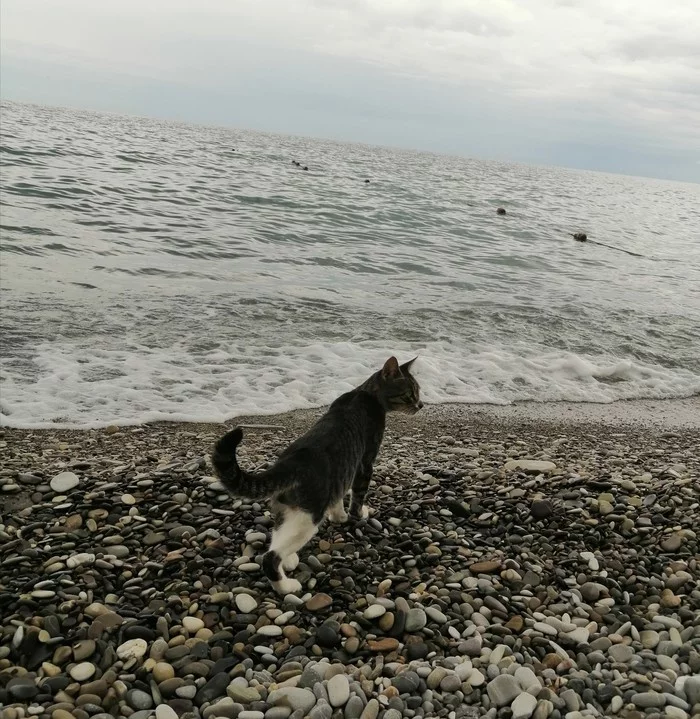 Fur seal))) - My, cat, Sea, Lazarevskoe, Beach, Longpost