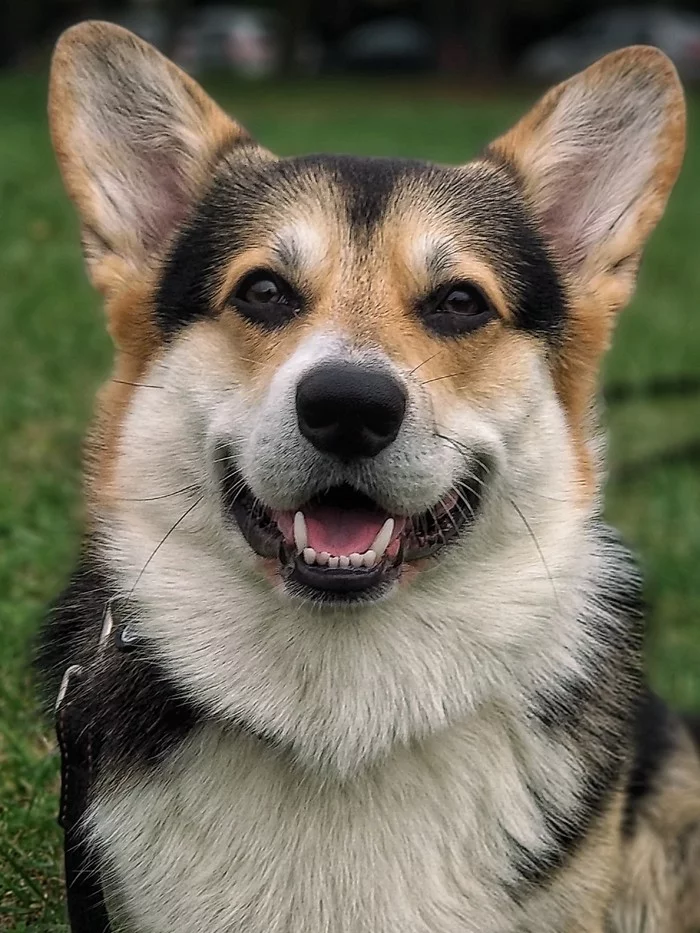 On a walk - My, Dog, Pets, Welsh corgi pembroke, Longpost