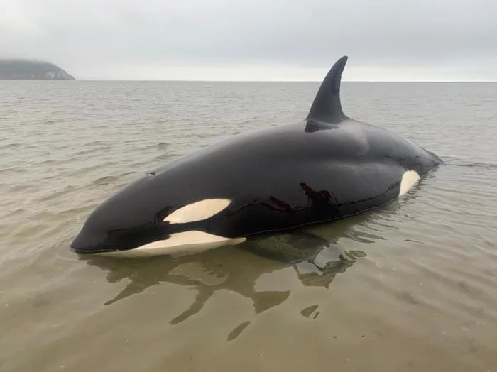 Response to the post “Local residents who discovered the cub poured water on it for two hours until the Ministry of Emergency Situations arrived” - My, Killer whale, The rescue, People, Дальний Восток, Ministry of Emergency Situations, Video, Reply to post, Longpost, Vertical video, Animal Rescue