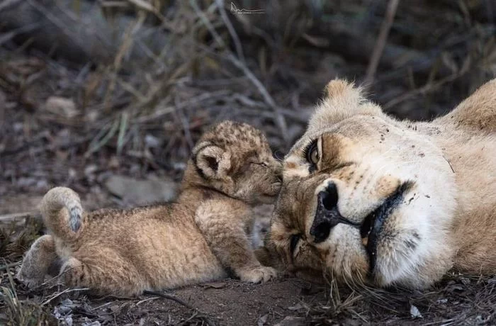 Mom is asleep, she's tired - a lion, Lioness, Lion cubs, Big cats, Cat family, Predatory animals, Wild animals, wildlife, , South Africa, The photo, Milota, Reserves and sanctuaries