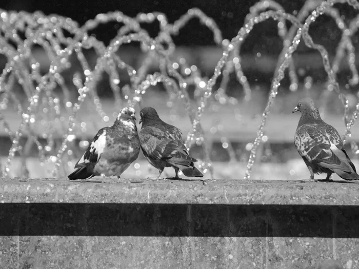 A couple and a third extra - My, Fountain, Pigeon, Black and white