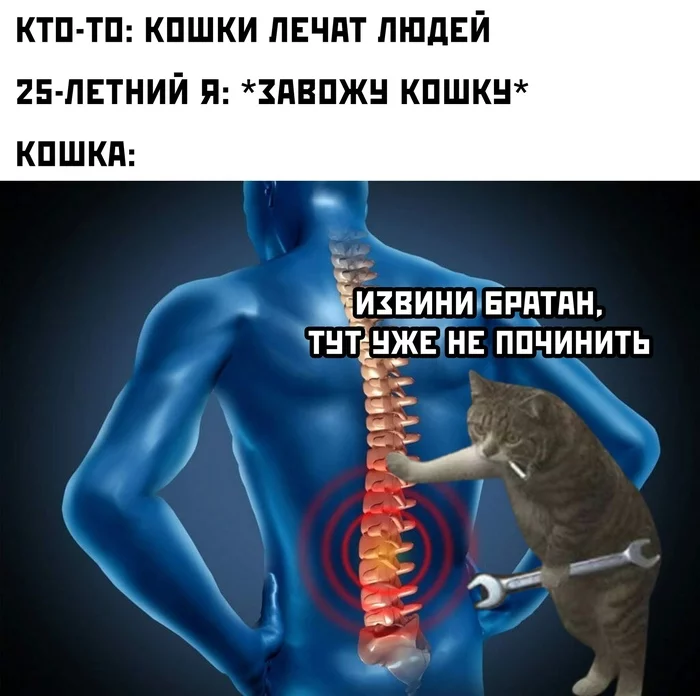 When the third decade comes - Picture with text, Humor, cat, Health, Spine