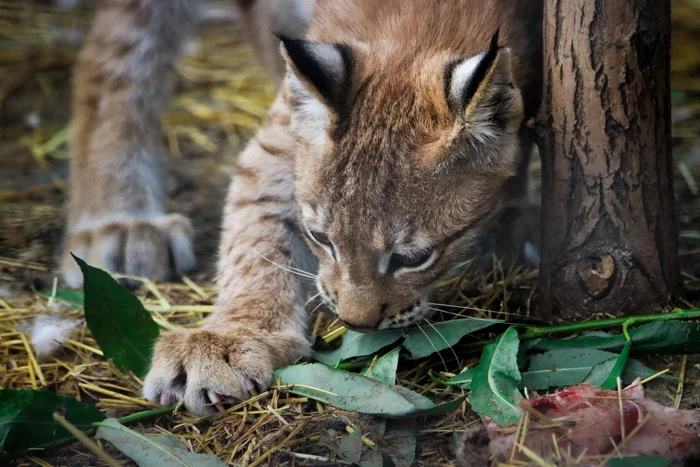 predator - My, Lynx, Chelyabinsk Zoo, How powerful are my paws, The photo, Small cats, Cat family, Wild animals, Predatory animals
