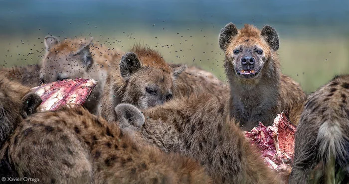 What you are watching? - Hyena, Spotted Hyena, Predatory animals, Wild animals, The photo, Masai Mara, Kenya, Africa, , Reserves and sanctuaries