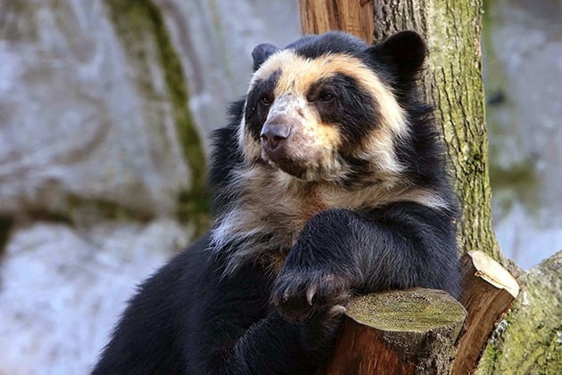 in thought - Spectacled bear, The photo, Andean bear, The Bears