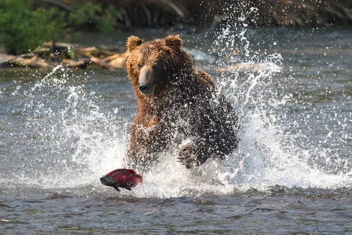 А ну-ка, догони! - Медведи, Бурые медведи, Дикие животные, Дикая природа, The National Geographic, Животные, Фотография, Рыбалка, , Нерка, Нерест, Камчатка, Дальний Восток, Озеро, Красота природы