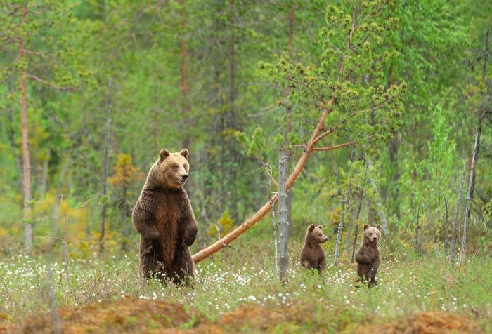 Иван Иванович, эта сосна или в бор пойдём?