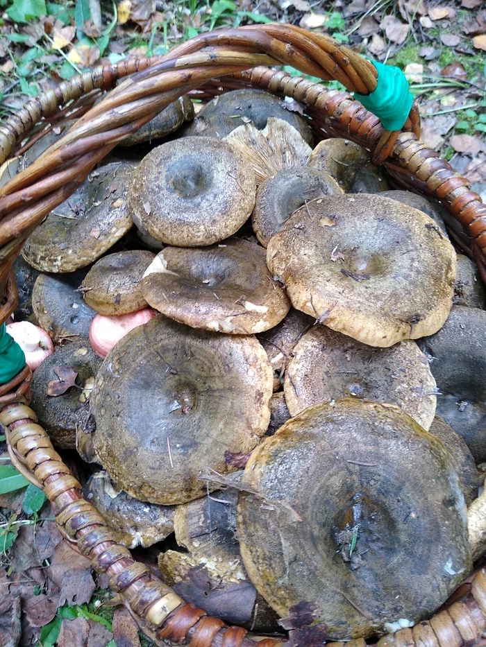 Chernushechki - My, Mushrooms, Chernushki, Lactarius