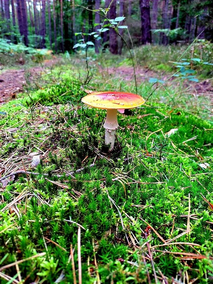 First I went for mushrooms, then mushrooms for me - My, Mushrooms, Poland, Photo on sneaker, Longpost