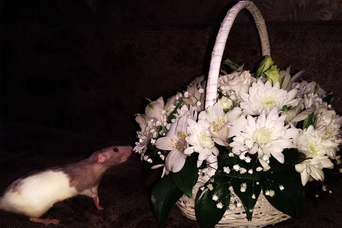 Craving for beauty - My, Rat, Pets, Bouquet, Flowers