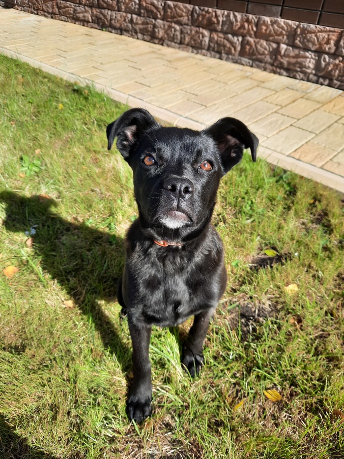 Найдена собака. Новосибирск