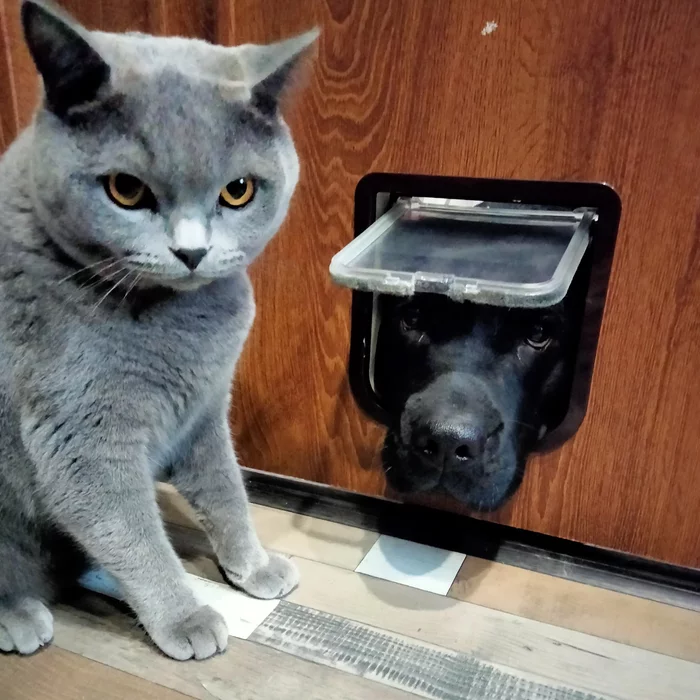 Manhole for a cat - My, Labrador, cat, Scottish Straight, Dog, Manhole, Door, Repair