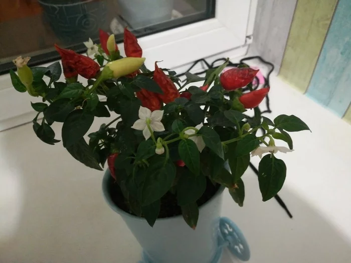 What is this pepper? - My, Pepper, Question