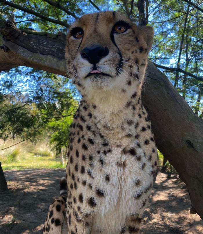 Australia's fastest cat - Small cats, Wild animals, Reserves and sanctuaries, Australia, Wild cat center, Cheetah, Predatory animals, Cat family