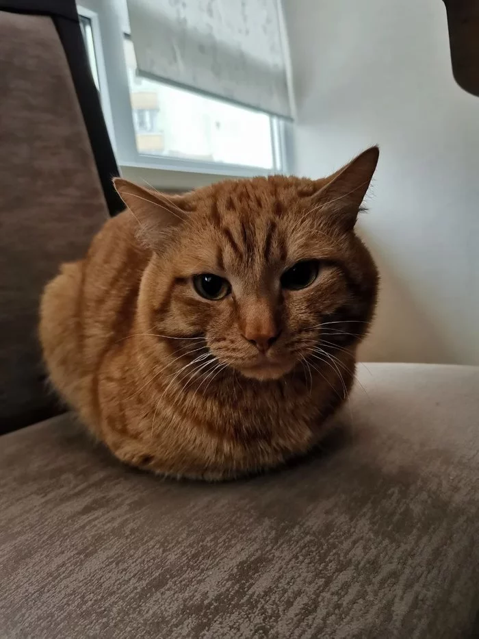 Rye bread - My, cat, Bread