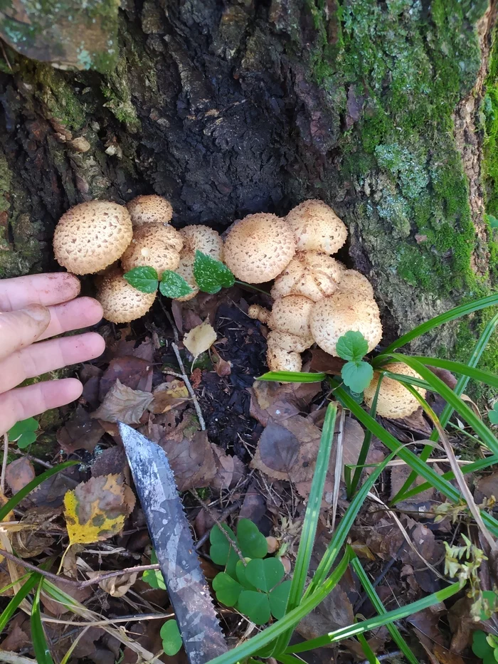 Tell me, edible or not? - My, Mushrooms, Silent hunt, Longpost