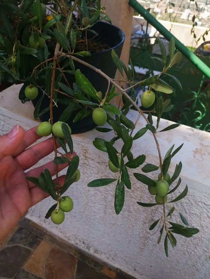 Olive in a pot - first harvest - My, Olive tree, Plant growing, Harvest, Israel, Longpost