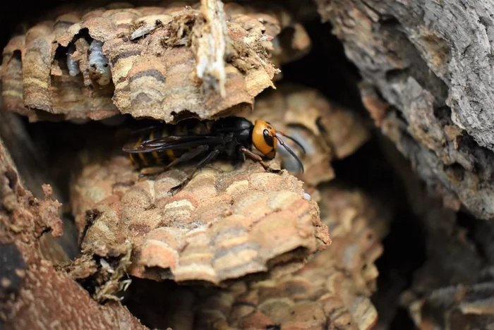 Third nest of giant hornets found in US - Hornet, Insects, Hymenoptera, Dangerous animals, Wild animals, USA, Washington, Invasive species, , The national geographic, Longpost