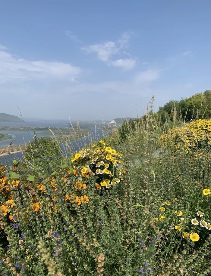 View of the Volga and flowers - My, Flowers, Mobile photography, Longpost, Nature