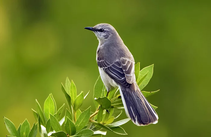 Scientists have deciphered the song of the mockingbird - My, Birds, Mockingbird, Birdsong, Longpost