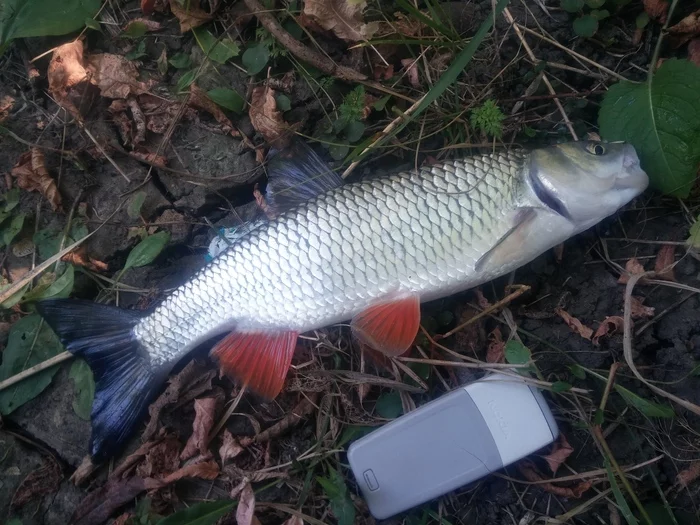 Fish from the stream - My, Fishing, Photo on sneaker, Beautiful, Longpost