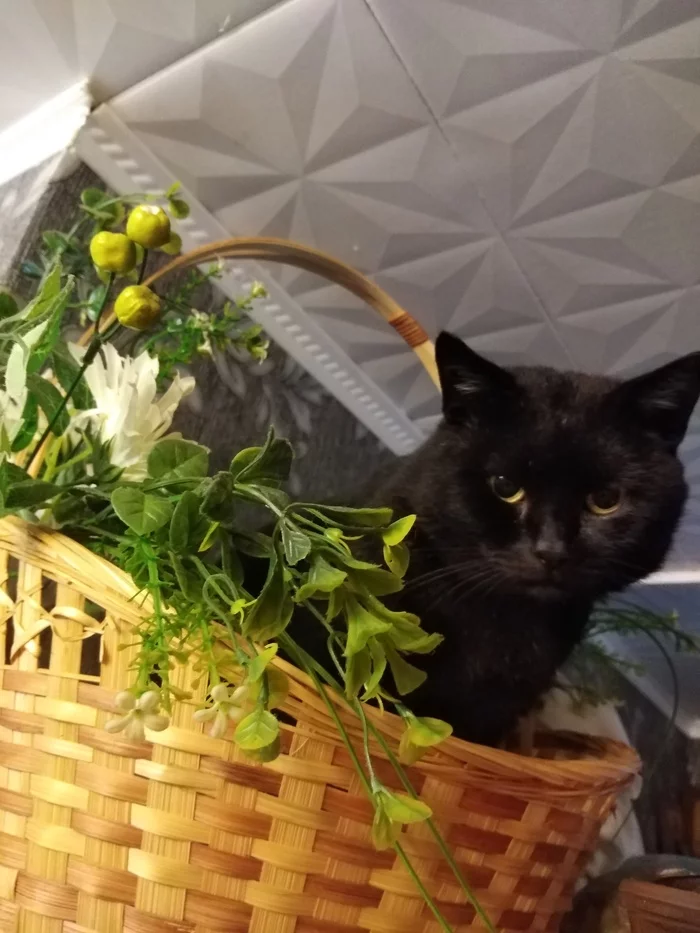 Black gift loaf - My, The photo, Black cat, Beautiful, cat