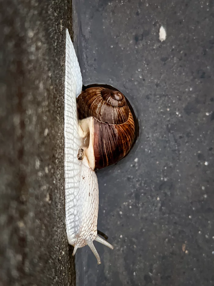 autumn snail - My, Snail, Mobile photography