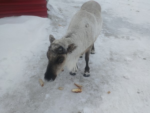 Work as civil engineer - My, North, Watch, Elk, Longpost