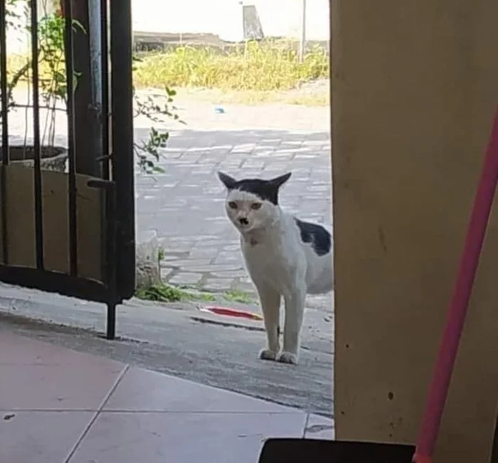 ...  , ,   ?, 